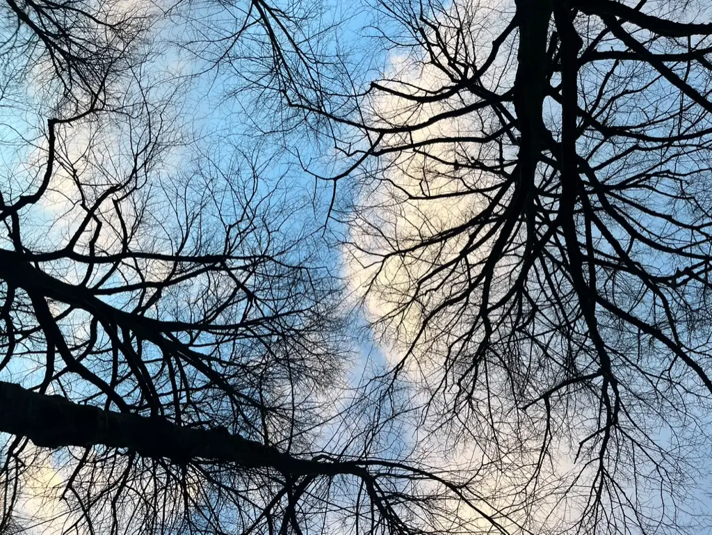 Kalen bomen, blauwe lucht
